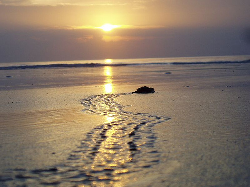 Hungry Panamanians Contribute to Decrease in Sea Turtles