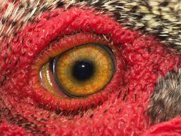 Coffee At Mercy of Rooster Eye