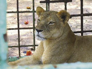 African Lions Need Out of Chorrera