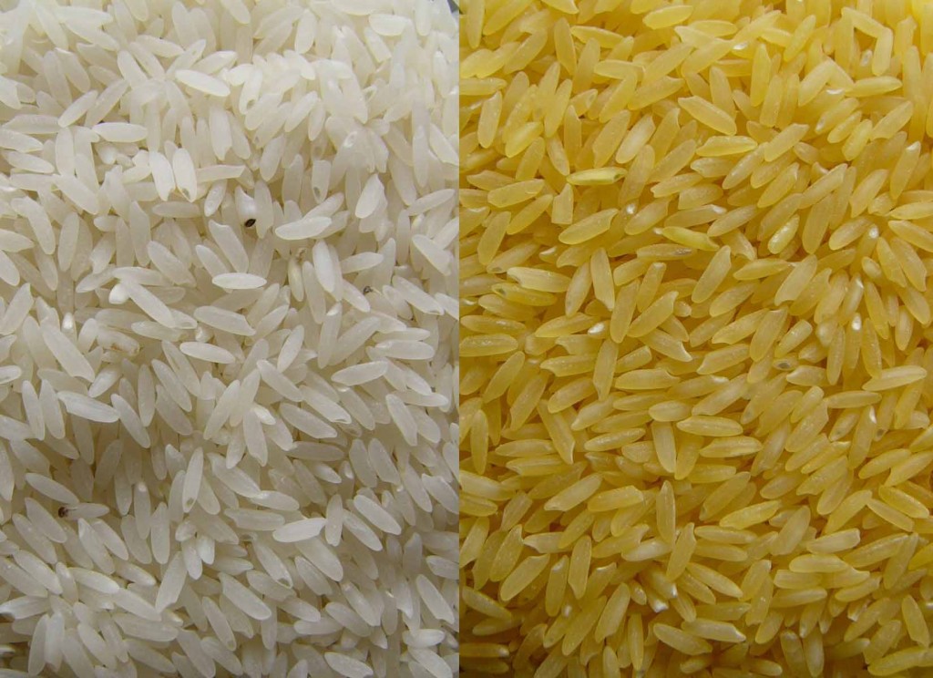 Panama to Host 2011 World Rice Conference