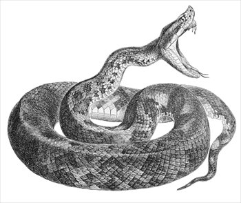 Snakes Kill Over 200 People in Cocle Province